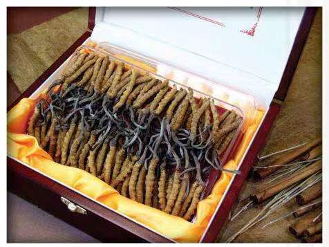 大关冬虫夏草回收